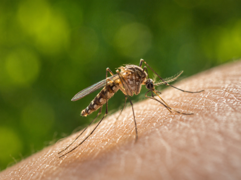 Control de Mosquitos